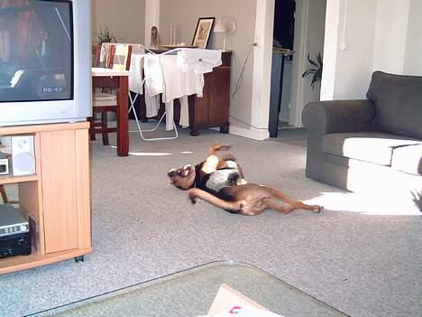 Blanding af racer simba - ligger lige og hygger lidt i solen... billede 4