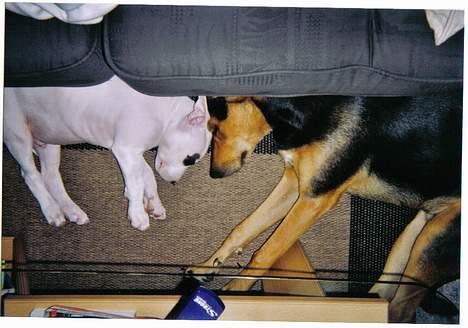 Blanding af racer simba - dejligt at putte med sin bedste lege kammerat billede 5