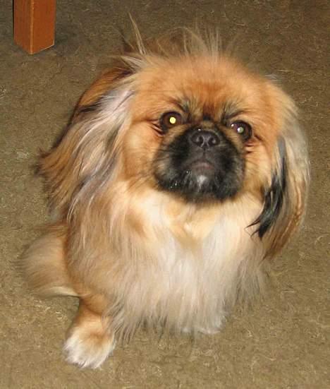 Pekingeser Nanna billede 1