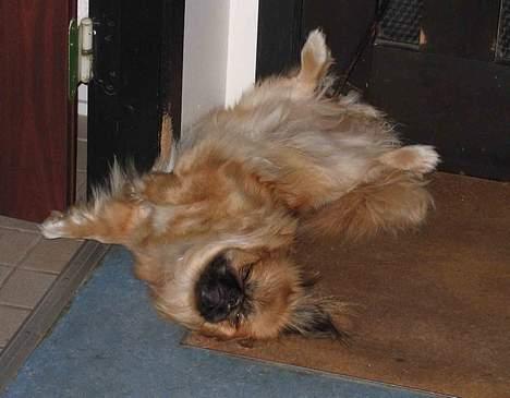 Pekingeser Nanna - Nanna hviler sig. billede 2