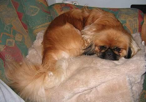 Pekingeser Nanna - Nanna på sin plads i sofaen. billede 3