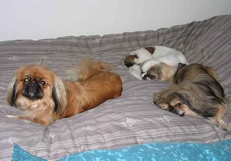 Pekingeser Nanna - Vores 3 "børn" i sengen. billede 4