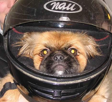 Pekingeser Nanna billede 5