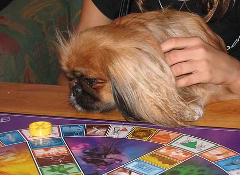 Pekingeser Nanna - Nanna spiller Trivial. billede 6