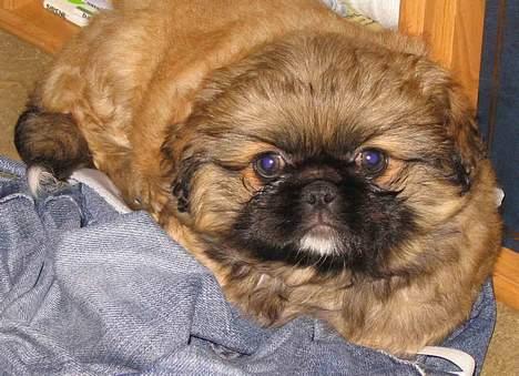 Pekingeser Nanna - Nanna da hun var 8 uger gammel. billede 7