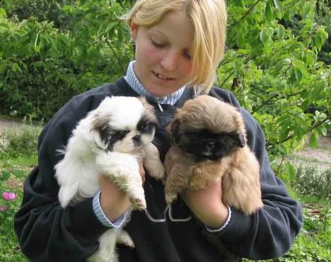Pekingeser Nanna - "Grisen" med mine 2 "piger", da de var 8 uger gamle. billede 8