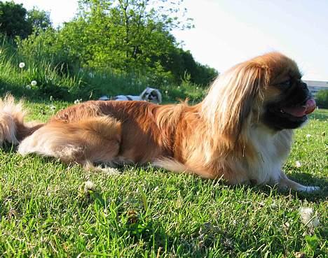 Pekingeser Nanna - Nanna på det grønne område. Sommeren 2005. billede 9