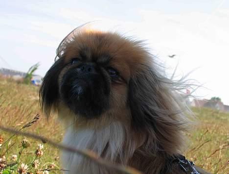 Pekingeser Nanna - Nanna med på Nordstranden i Kerteminde. Sommeren 2005. billede 10