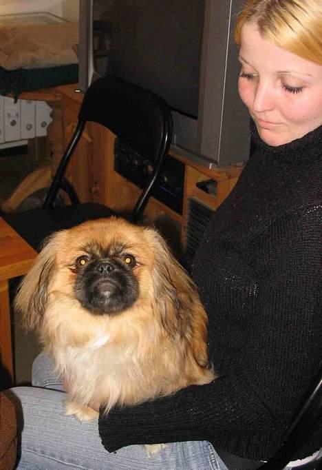 Pekingeser Nanna - 2 af mine "piger". billede 11