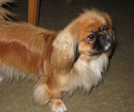 Pekingeser Nanna billede 12