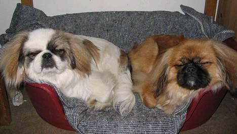 Pekingeser Nanna - De 2 søskende Bibi & Nanna. billede 13