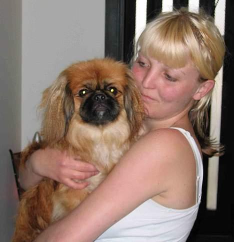 Pekingeser Nanna - Nanna & "Grisen". billede 14