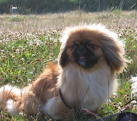 Pekingeser Nanna - Nanna på Nordstranden i Kerteminde. Sommeren 2005. billede 15