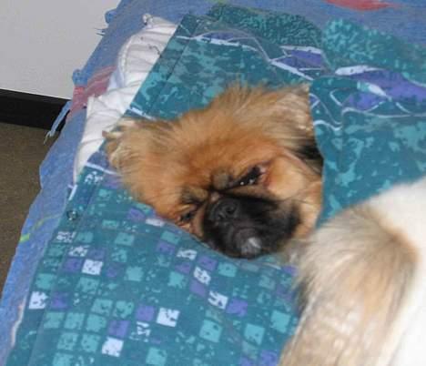 Pekingeser Nanna - Nanna putter i "fars" seng. billede 16