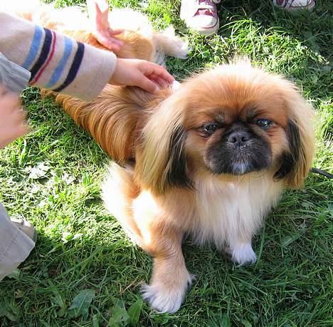 Pekingeser Nanna - Børnene er Vilde med Nanna. billede 17