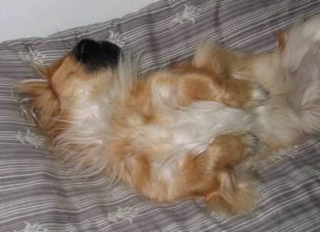 Pekingeser Nanna - Så putter hun igen. billede 18