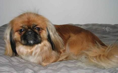 Pekingeser Nanna billede 19