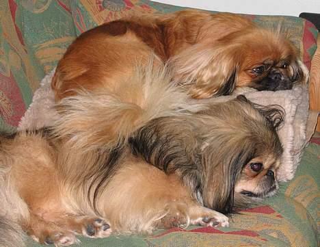 Pekingeser Nanna - Nanna & King. billede 20