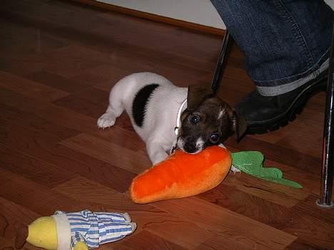 Dansk svensk gaardhund Rocky. - Her er jeg næsten 3 måneder. billede 1