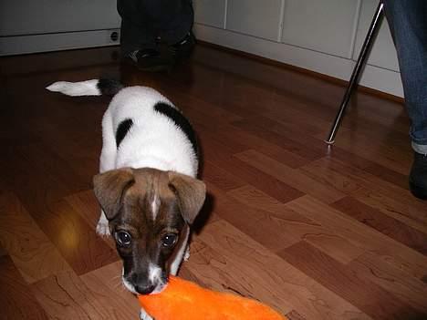 Dansk svensk gaardhund Rocky. - kom her din frækkert. billede 2