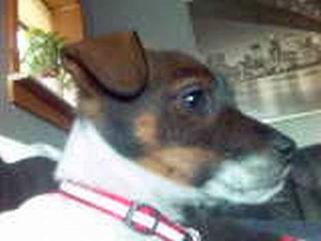 Dansk svensk gaardhund Rocky. - Jeg kan godt sidde pænt. billede 3