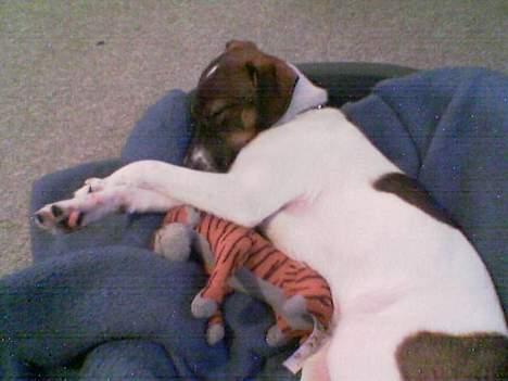 Dansk svensk gaardhund Rocky. - Nu sover jeg lige med min bamse. billede 4