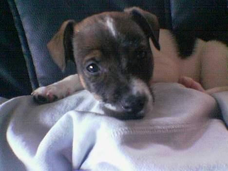 Dansk svensk gaardhund Rocky. billede 5