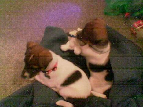 Dansk svensk gaardhund Rocky. - Mig og min bror Tyson. billede 6