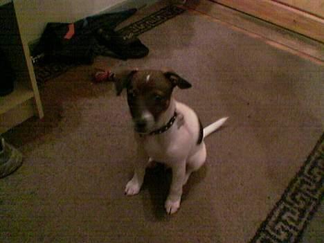 Dansk svensk gaardhund Rocky. - Må jeg godt komme ud nu. billede 7