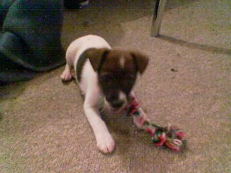 Dansk svensk gaardhund Rocky. billede 8