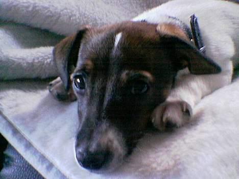 Dansk svensk gaardhund Rocky. - er jeg ikke bare sød. billede 9