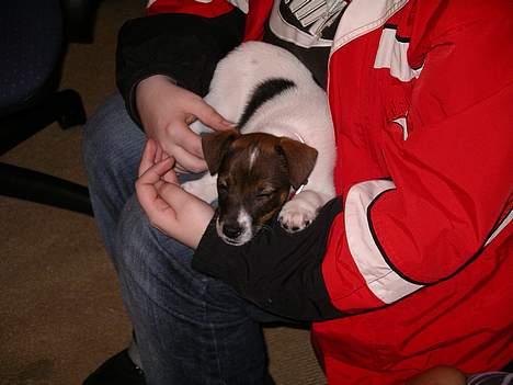 Dansk svensk gaardhund Rocky. - Jeg sover lige ved min nye mor. billede 11