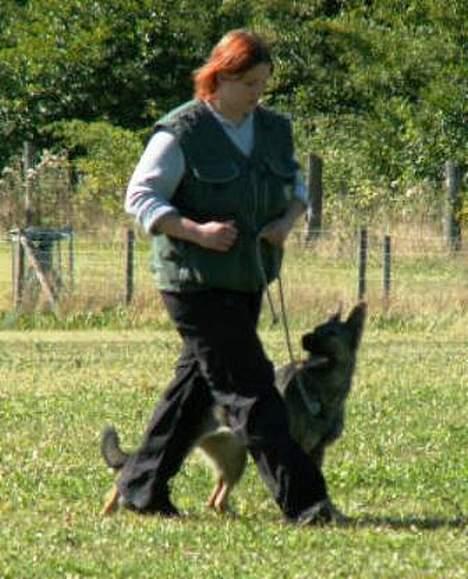 Schæferhund Trold Goa billede 17