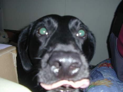 Blanding af racer Shiva - Ja så kan i sku lære det!! ;-) billede 8