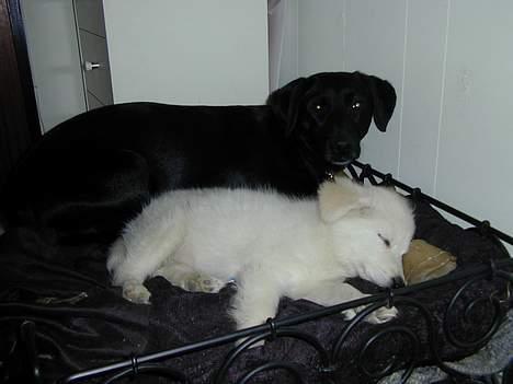 Blanding af racer Shiva - Min shiva og min forlovedes mikka putter lidt!! :-) billede 9