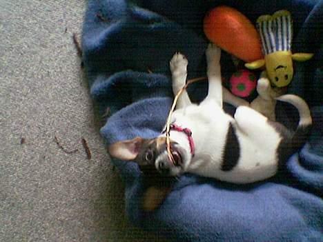 Dansk svensk gaardhund Rocky. - hmmm de smager godt de her pinde. billede 12