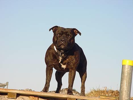 Staffordshire bull terrier !ANDERS´ EIGIL billede 16