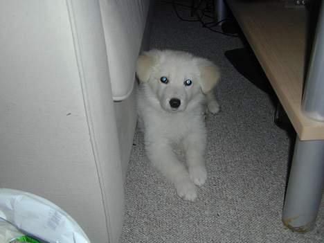 Golden retriever Mikka billede 4