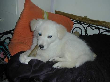 Golden retriever Mikka billede 5