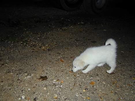 Golden retriever Mikka billede 6
