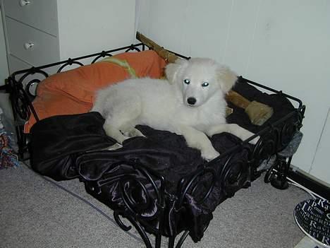 Golden retriever Mikka billede 8