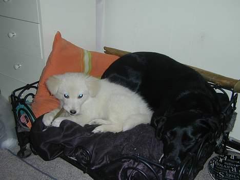 Golden retriever Mikka billede 9