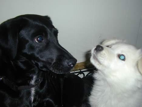 Golden retriever Mikka billede 10