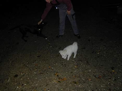 Golden retriever Mikka billede 11