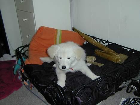 Golden retriever Mikka billede 12