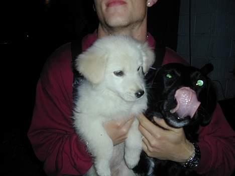 Golden retriever Mikka billede 13