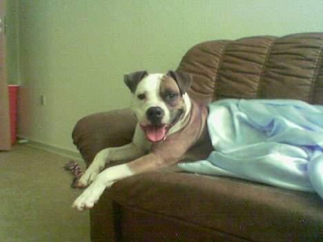 Amerikansk staffordshire terrier Spirit - Ligger lige og er lækker på sofaen billede 3