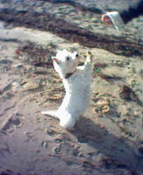 West highland white terrier Soffie - Hmmm .....noget til mig billede 1