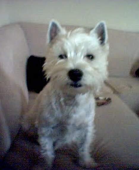 West highland white terrier Soffie - Mojn....velkommen til sofahygge billede 2