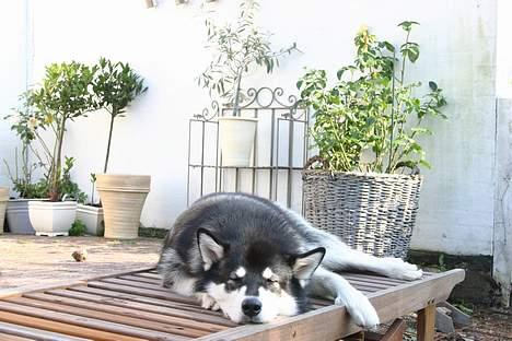 Alaskan malamute Nuna - den bedste plads til den bedste hund - naturligvis billede 4